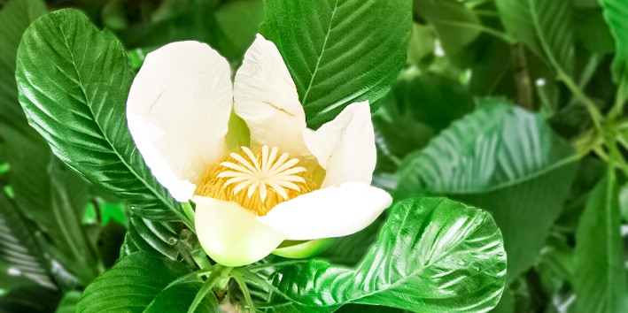 Dilenia beneficios